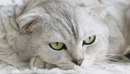 世界杯直播软件官网-卢克·肖复出险获助攻 但红魔左闸首选仍是威廉斯